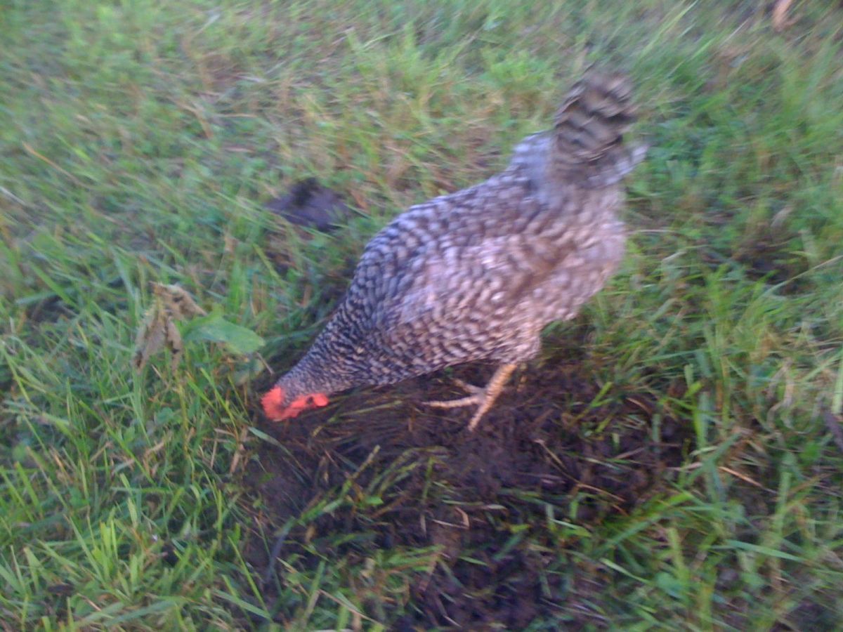 farmageddon production still 13