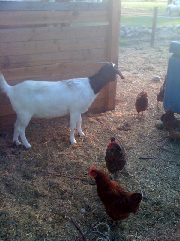 farmageddon production still 3